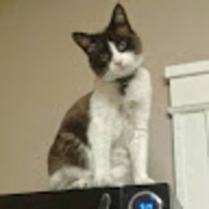 Meet your Posher, Anne